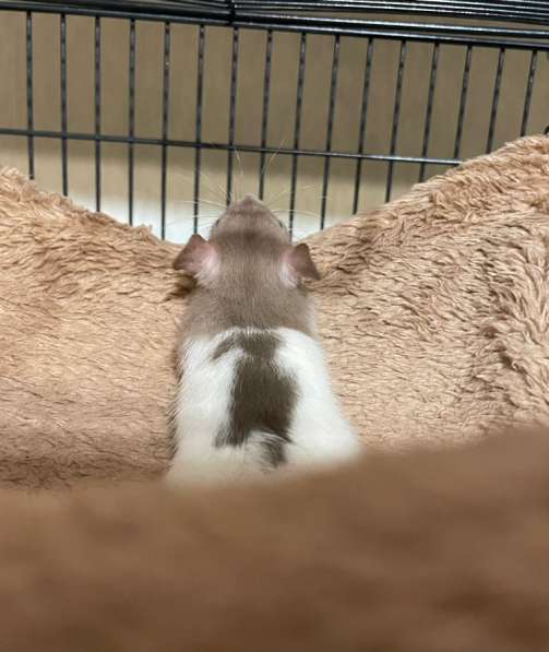 Крысы Дамбо(крысята) в Курске фото 5