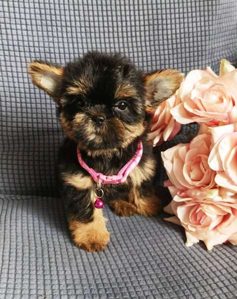 Девочка Shorkie в Москве фото 4