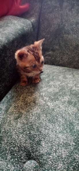 Бенгальские котята в Саратове