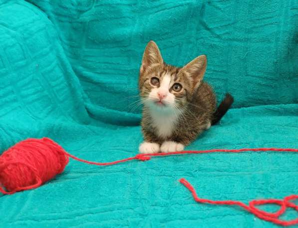 Маленькие красивые котята ищут дом в Санкт-Петербурге фото 5