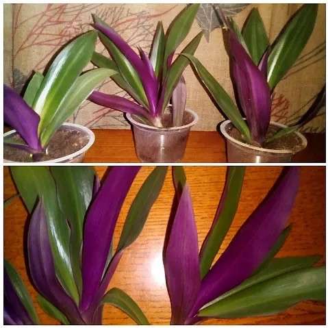 Домашние цветы в Тейково