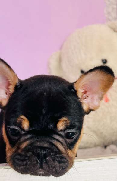 Французский бульдог в Уссурийске фото 5