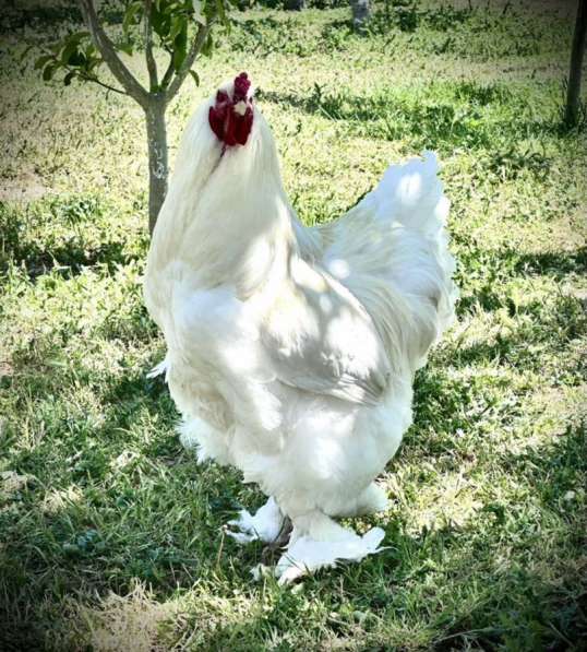 Брама Белая в Крымске фото 8