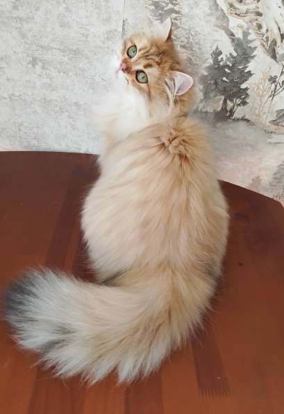 Шотландский котик в Санкт-Петербурге