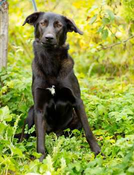 Багира, стерилизована, ищет дом в Санкт-Петербурге фото 4