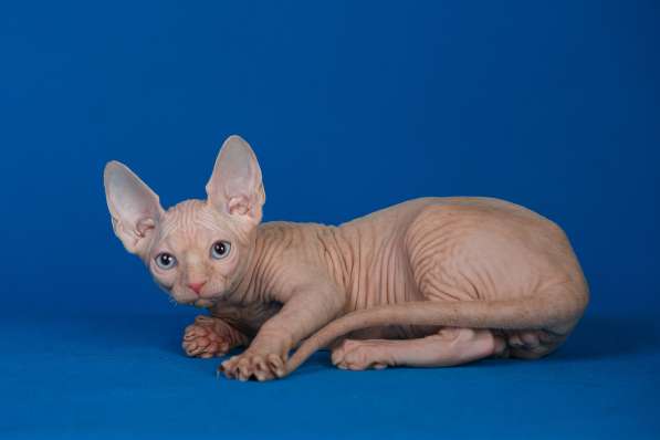 Эльфы, Двэльфы, бамбино или сфинксы - магические кошки в Керчи фото 7