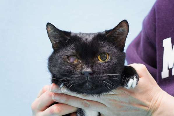 Котя ищет дом в Москве фото 3