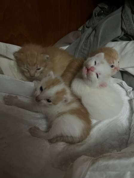 Ищу дом для котят