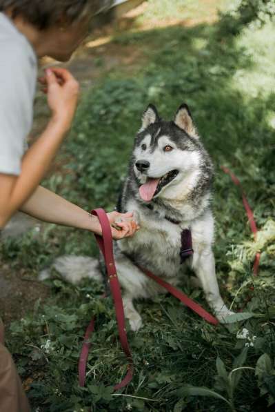 Канзи ищет дом. В добрые руки в Москве фото 4
