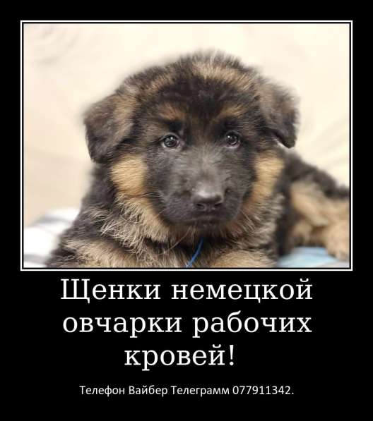 Щенки немецкой овчарки стандартного окраса! в фото 20