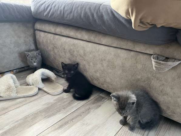 Котята в Красноярске