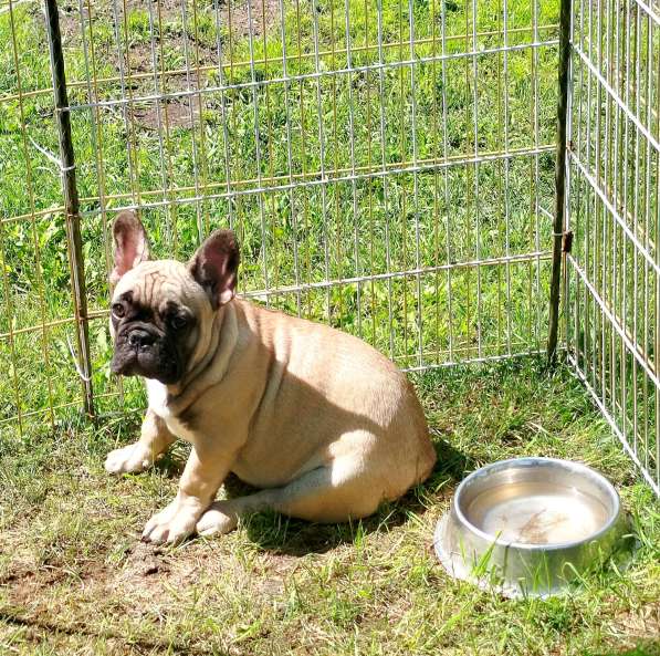 Щенки из питомника РКФ в Москве фото 9