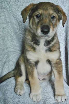 Щенки 2 месяца, мальчики и девочки в Санкт-Петербурге фото 9