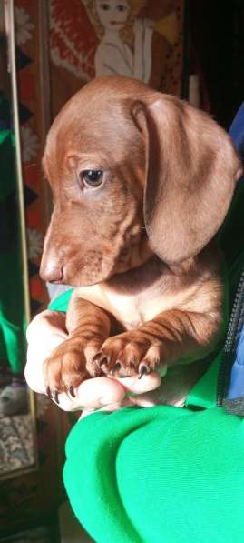 Клубные щенки рыжики в Москве фото 7