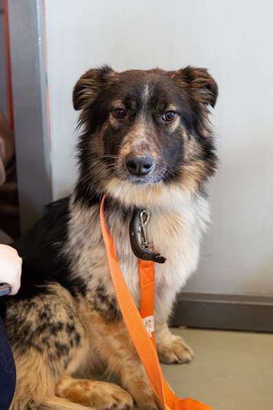 Небольшая деловая собачка в Санкт-Петербурге фото 4