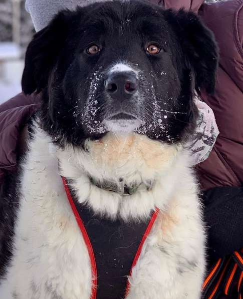 Умница-красавица Полина! Отличная собака для загородного дом в Москве фото 3