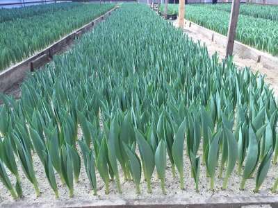 тюльпаны от производителя оптом к 8 март в Армавире фото 5