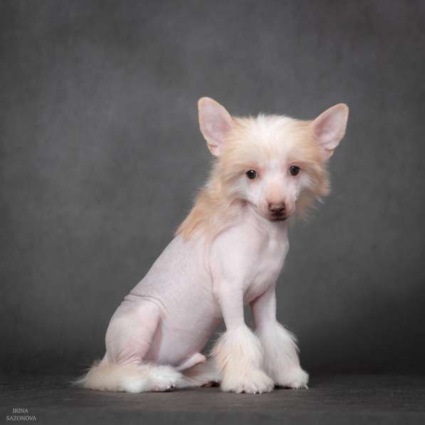 Китайская хохлатая в Москве фото 9