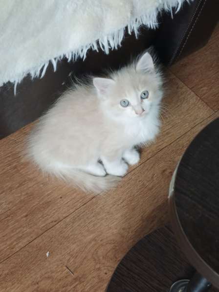 Подарю котят в добрые руки