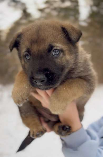 Собака в добрые руки в Новосибирске