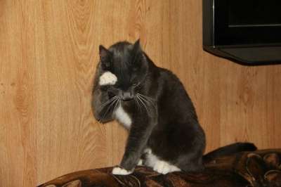 Отдам даром Котик Марсель в Санкт-Петербурге фото 5