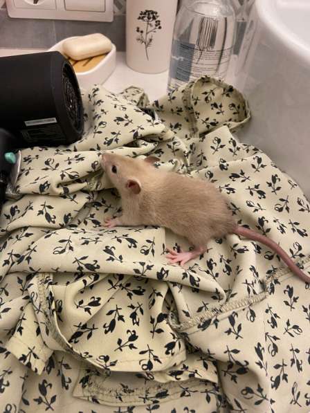 Декоративные крысята в Геленджике