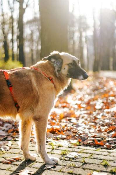 Принцесса Сента ищет дом! в Москве фото 4