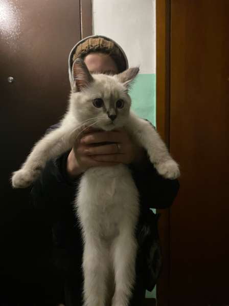 В добрые руки