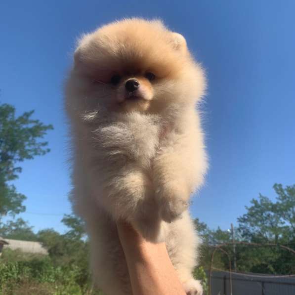 Шпиц щенки в фото 3