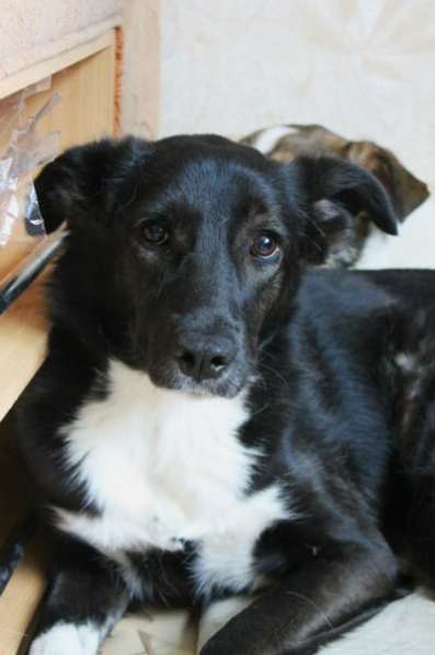 Отдам даром Моника - робкая, застенчивая собака в Санкт-Петербурге