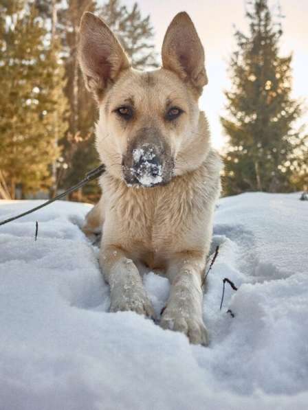 Веста ищет дом!