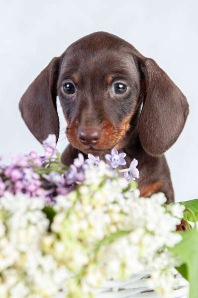 Таксы кроличьи от чемпионов в Москве фото 4