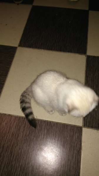 Котята девочки серебро в Пятигорске фото 11