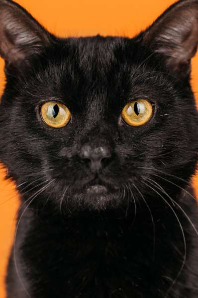 Черный молодой котейка подросток Черныш ищет дом в Москве фото 7