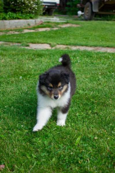 Щенок колли длинношёрстный в Екатеринбурге фото 38