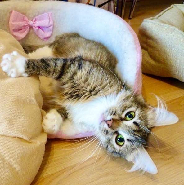 Шикарная пушистая трехцветка Джулия в добрые руки в Москве фото 7