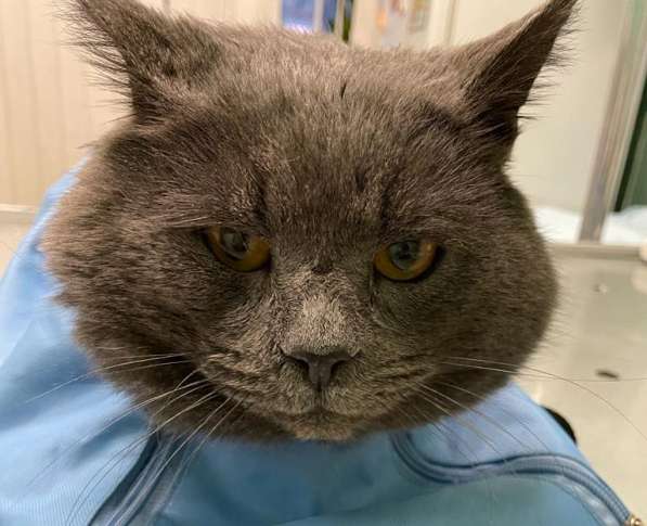 4-летний британский кот даром в Москве фото 15