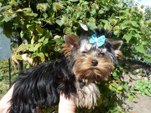 Элитные собачки в Балаково фото 10