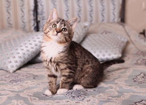 Полосатый котенок Малинка в добрые руки в Москве фото 4