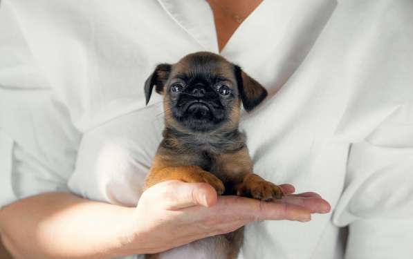 Пти брабансон в Калининграде фото 8