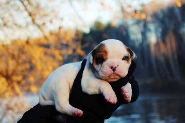 Американские бульдоги в Москве фото 14