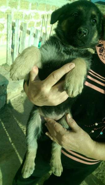 Продаются щенков ВЕО в Евпатории фото 16