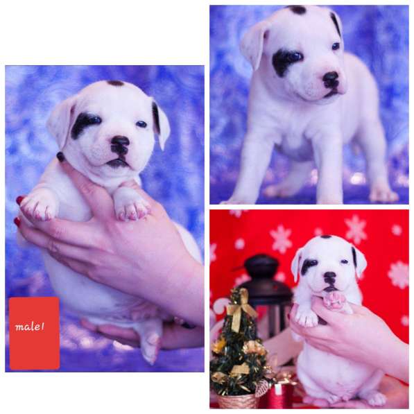 Стаффордширский бультерьер в 