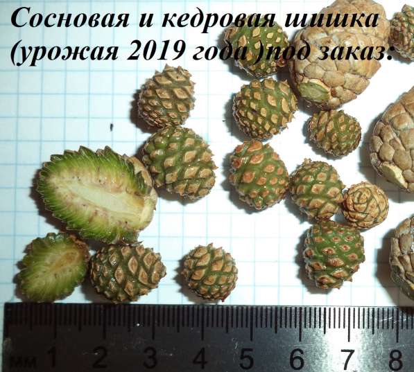 Заготовка дикорастущих плодов и растений в Томске фото 4