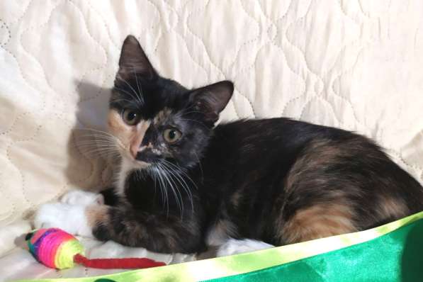 Котенок в добрые руки. Ксюша, девчушка-очаровашка в Москве фото 20