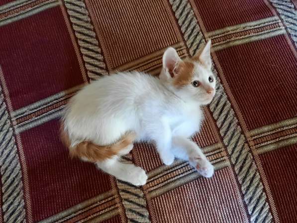 Котёнок метис тайской кошки в 