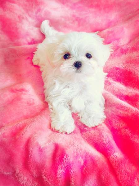 Щенки мальтезе. Мальтийская болонка в Екатеринбурге фото 7