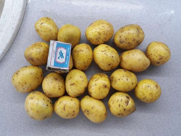 Обмен семенного картофеля на автомобиль в Кемерове