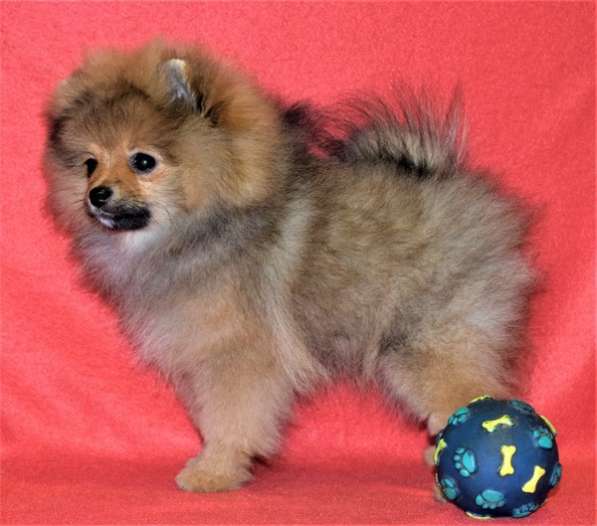 Лапочка в Одинцово фото 8