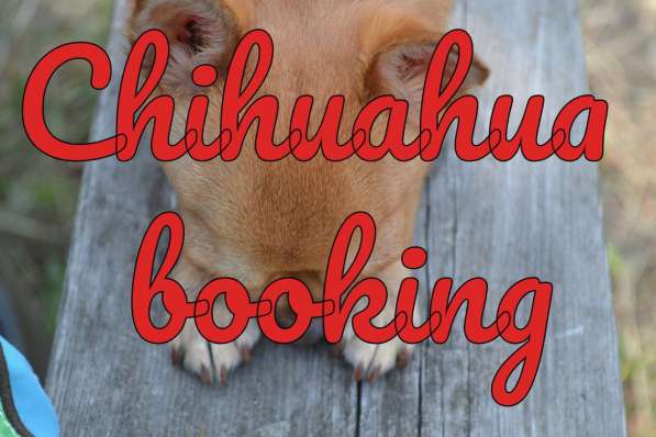 Reservations / Elite Chihuahua Puppies!